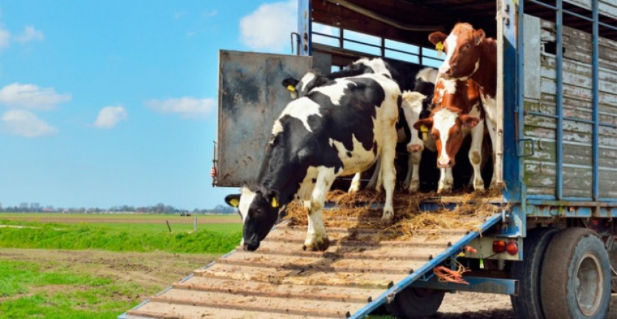 Efeitos práticos da emissão da guia de trânsito animal desacompanhada de nota fiscal