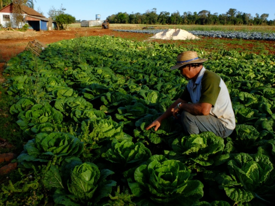 Impenhorabilidade da pequena propriedade rural e os desafios na tomada de crédito